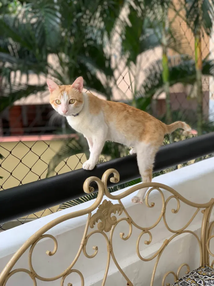 Gato ra a SRD-ViraLata idade 2 anos nome Abel 