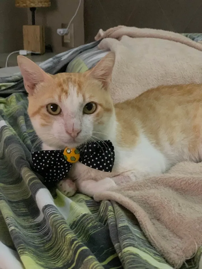 Gato ra a SRD-ViraLata idade 2 anos nome Abel 