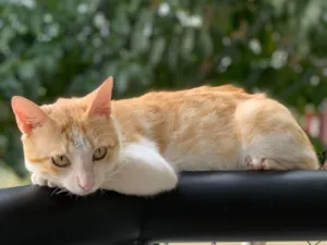Gato raça SRD-ViraLata idade 2 anos nome Abel 