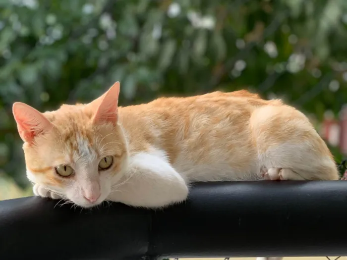 Gato ra a SRD-ViraLata idade 2 anos nome Abel 