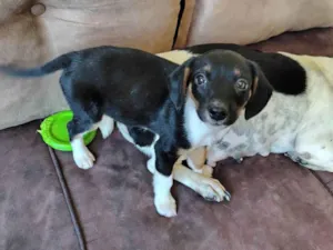 Cachorro raça SRD-ViraLata idade 2 a 6 meses nome Lili
