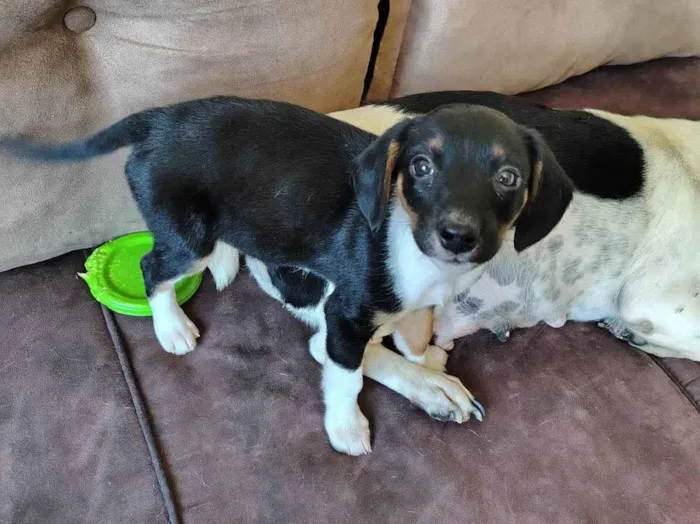 Cachorro ra a SRD-ViraLata idade 2 a 6 meses nome Lili