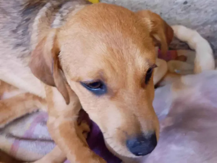 Cachorro ra a SRD-ViraLata idade 2 a 6 meses nome Julho