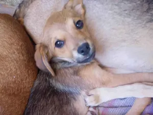 Cachorro raça SRD-ViraLata idade 2 a 6 meses nome Sara
