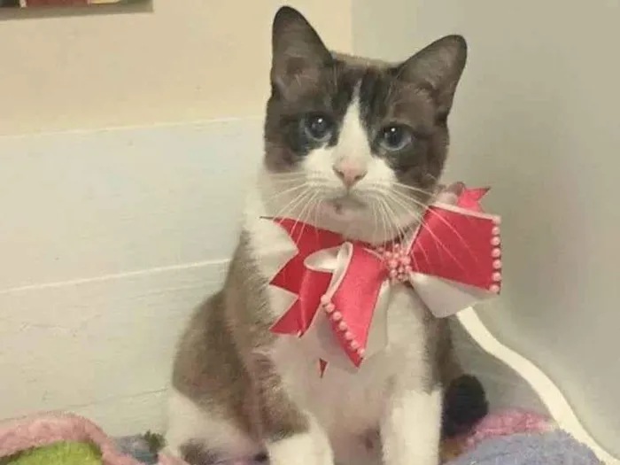 Gato ra a SRD-ViraLata idade 1 ano nome Poly