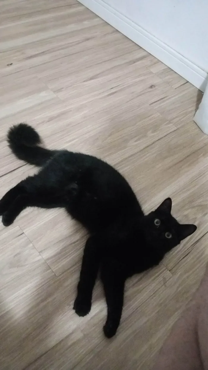 Gato ra a SRD-ViraLata idade 1 ano nome Mito