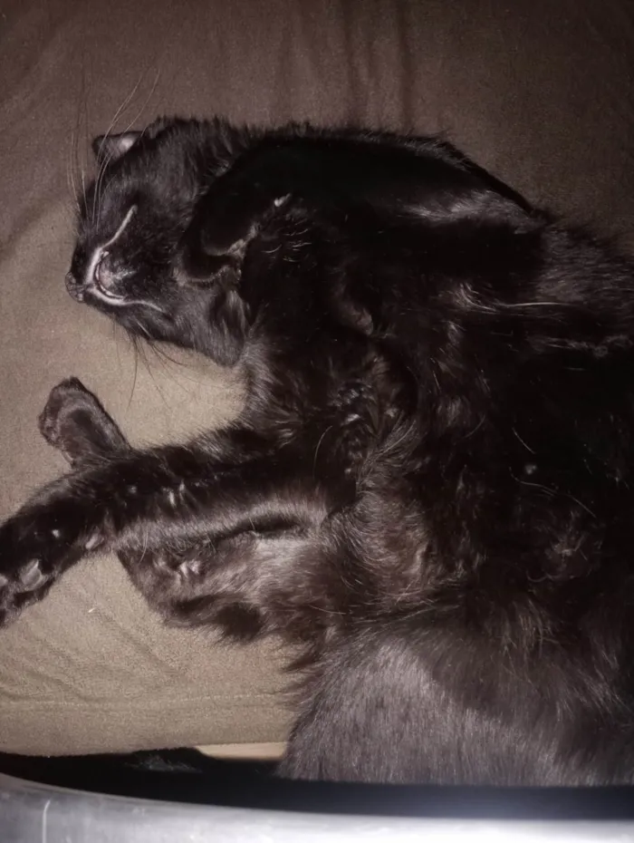 Gato ra a SRD-ViraLata idade 1 ano nome Mito