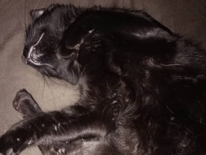 Gato ra a SRD-ViraLata idade 1 ano nome Mito