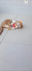 Hugo 
