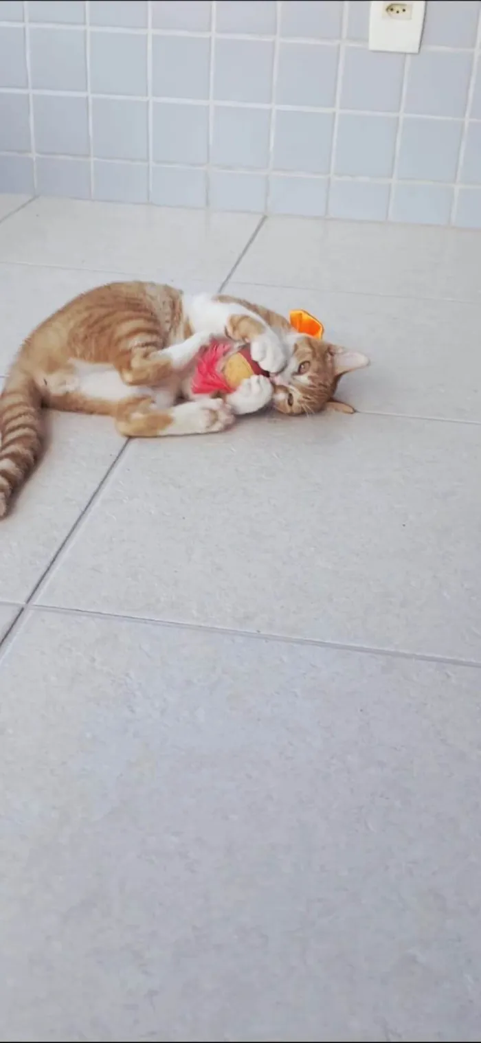 Gato ra a SRD-ViraLata idade 2 a 6 meses nome Hugo 