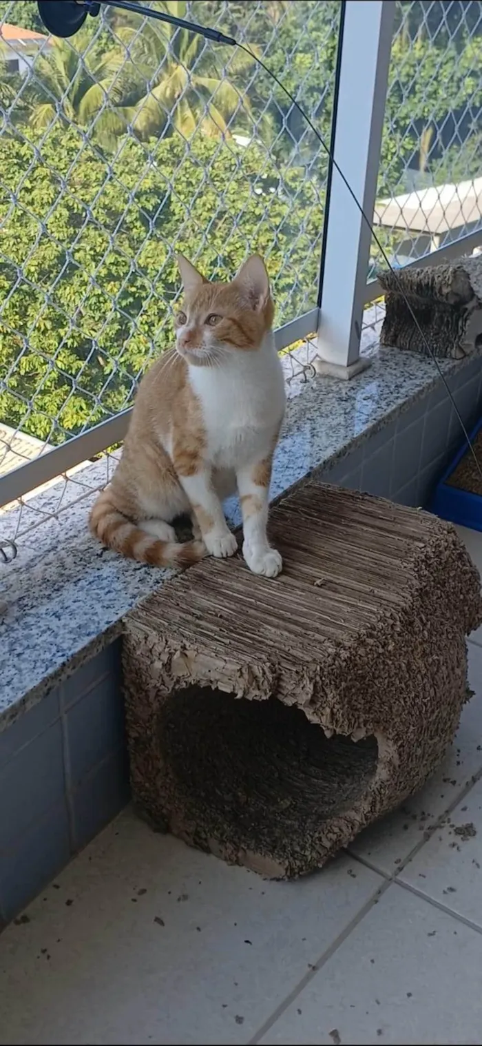 Gato ra a SRD-ViraLata idade 2 a 6 meses nome Hugo 