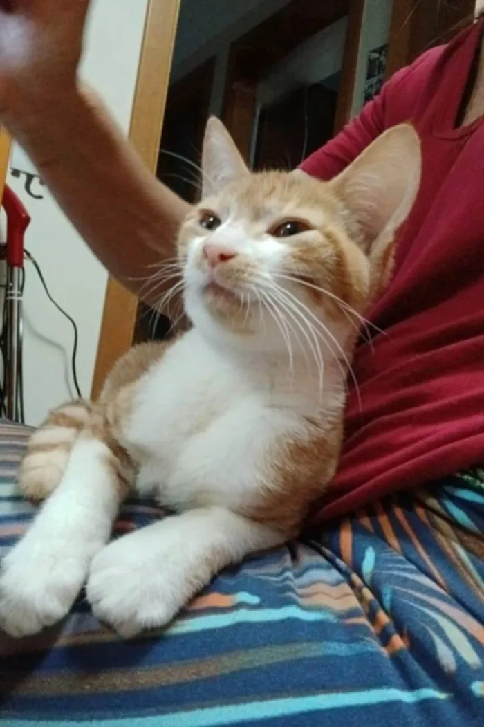 Gato ra a SRD-ViraLata idade 2 a 6 meses nome Hugo 