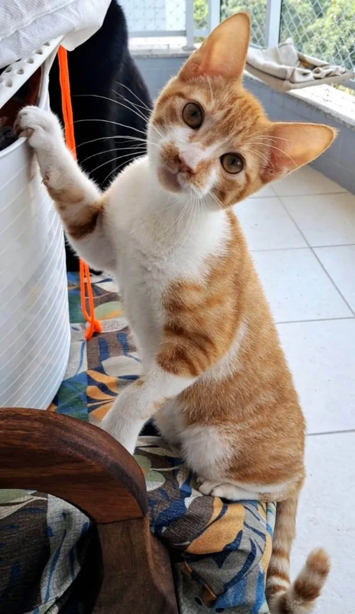 Gato ra a SRD-ViraLata idade 2 a 6 meses nome Hugo 