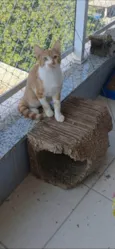 Hugo 