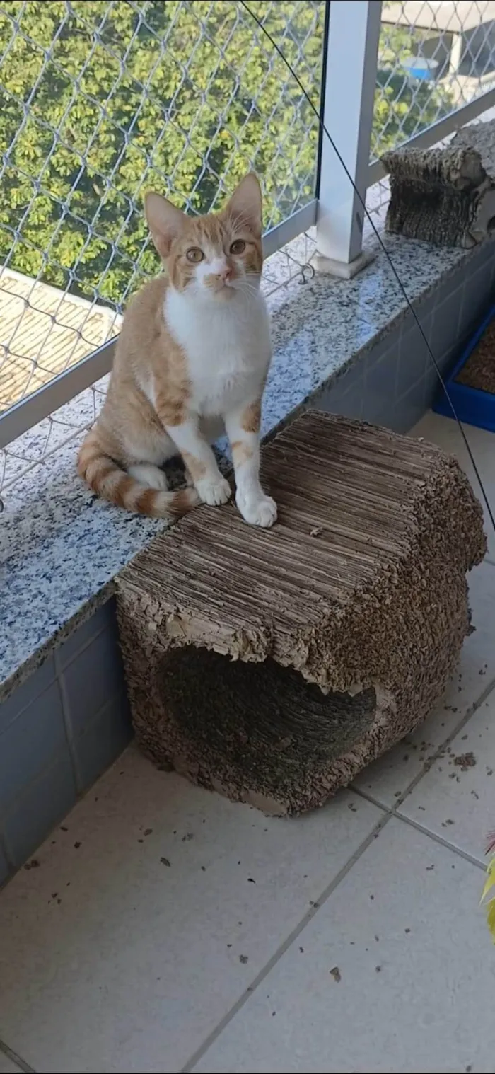 Gato ra a SRD-ViraLata idade 2 a 6 meses nome Hugo 
