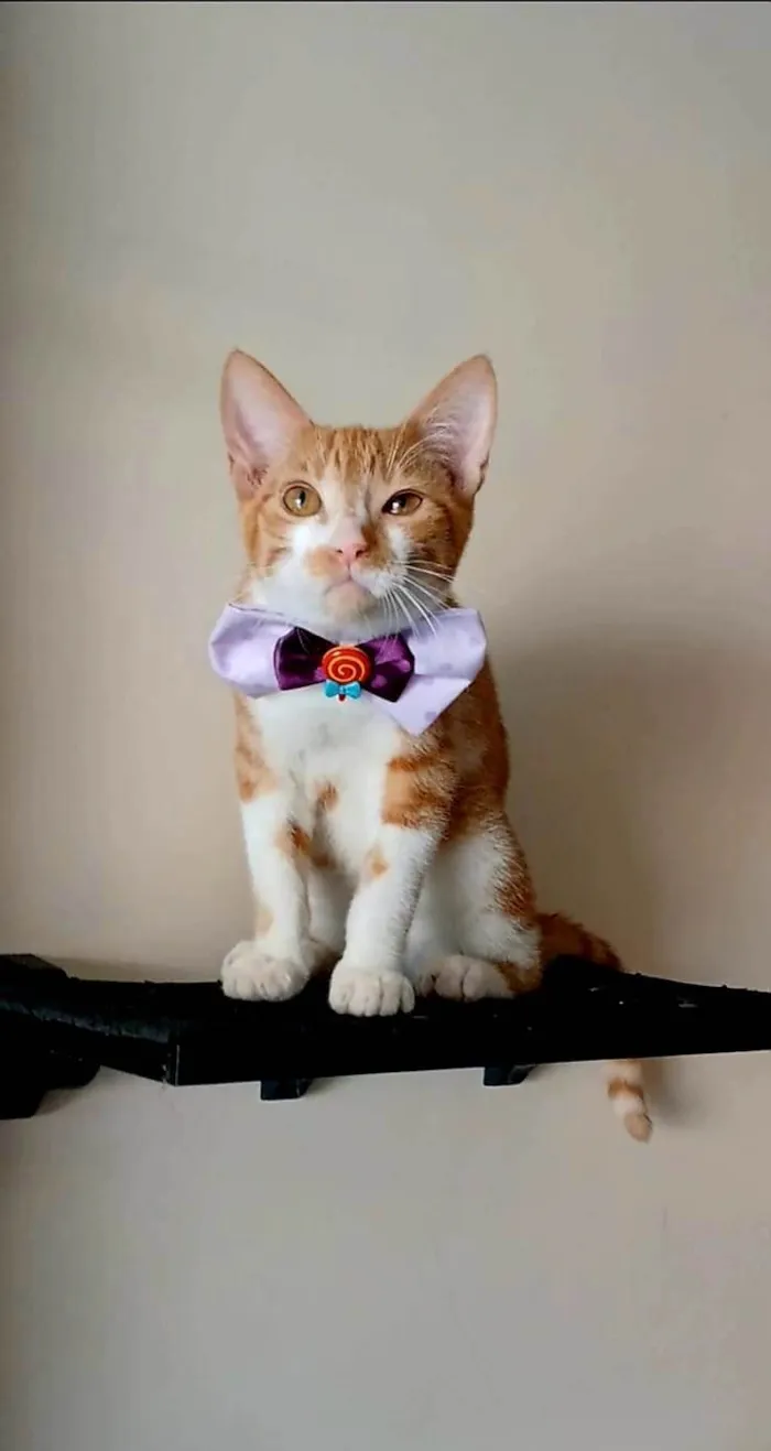 Gato ra a SRD-ViraLata idade 2 a 6 meses nome Hugo 