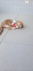 Hugo 