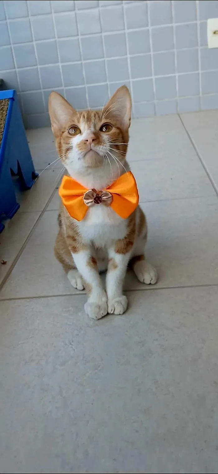 Gato ra a SRD-ViraLata idade 2 a 6 meses nome Hugo 