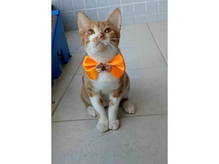 Gato ra a SRD-ViraLata idade 2 a 6 meses nome Hugo 
