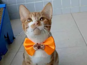 Gato raça SRD-ViraLata idade 2 a 6 meses nome Hugo 