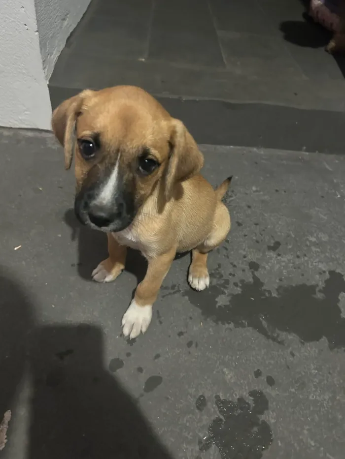 Cachorro ra a SRD-ViraLata idade 2 a 6 meses nome Dengo
