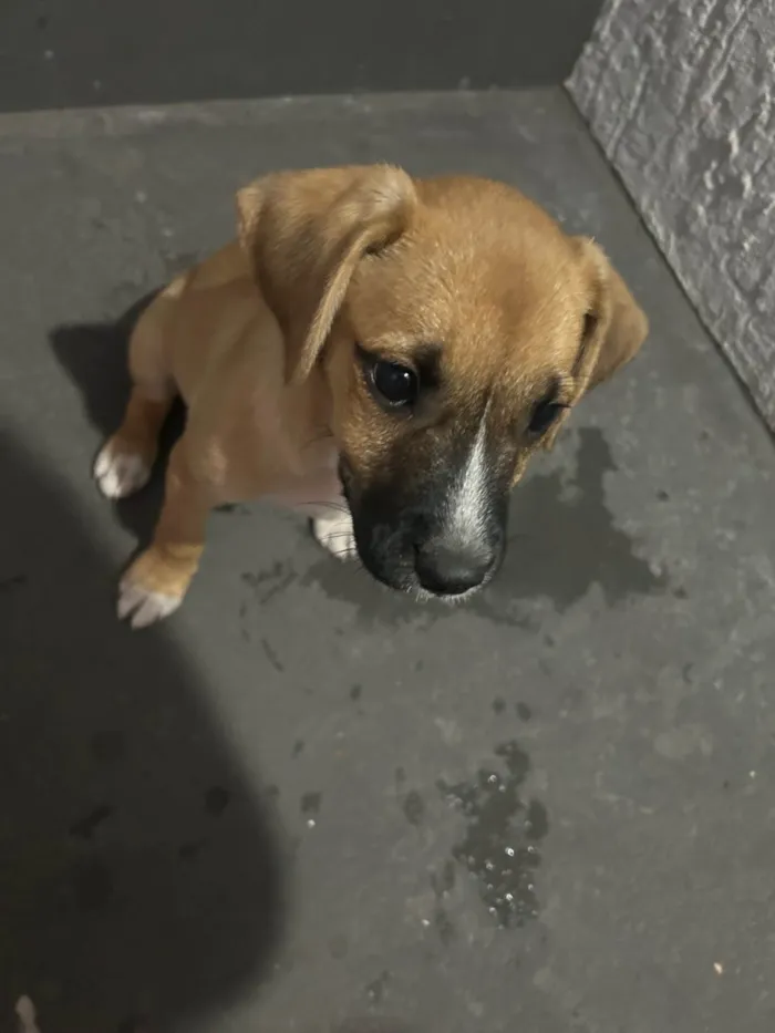Cachorro ra a SRD-ViraLata idade 2 a 6 meses nome Dengo