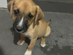 Cachorro raça SRD-ViraLata idade 2 a 6 meses nome Dengo