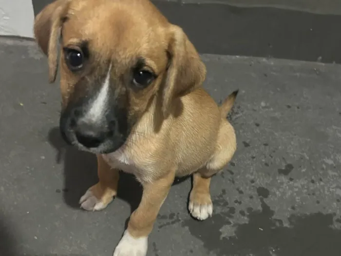 Cachorro ra a SRD-ViraLata idade 2 a 6 meses nome Dengo