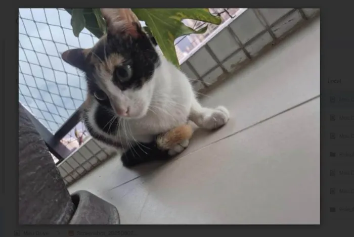 Gato ra a SRD-ViraLata idade 7 a 11 meses nome Monarch