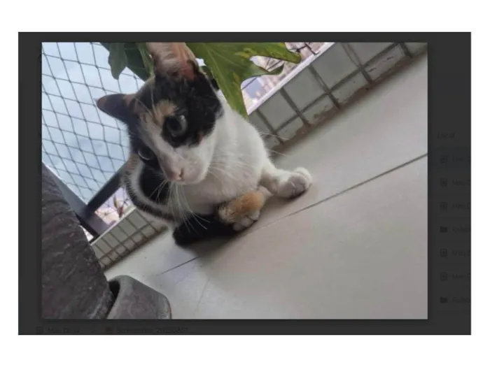 Gato ra a SRD-ViraLata idade 7 a 11 meses nome Monarch
