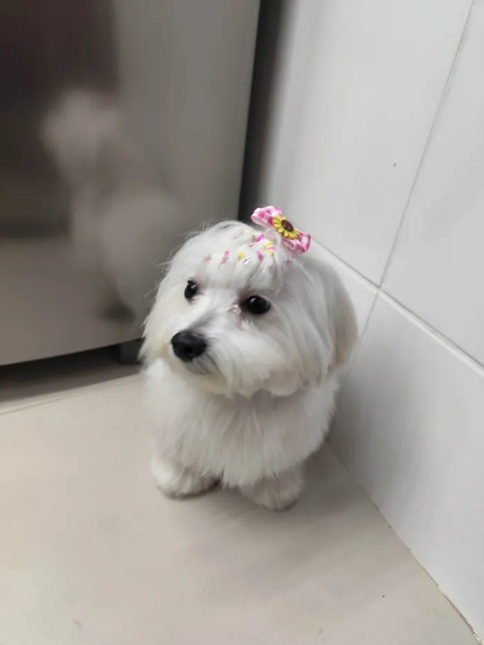 Cachorro ra a Maltês idade 2 anos nome Maltes 