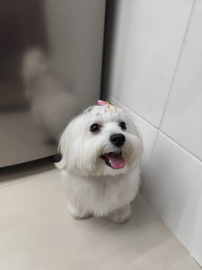Cachorro ra a Maltês idade 2 anos nome Maltes 