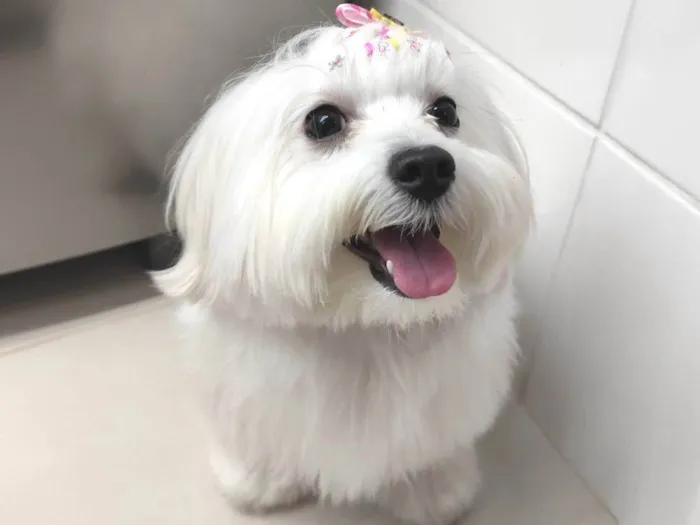 Cachorro ra a Maltês idade 2 anos nome Maltes 