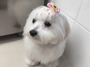 Cachorro raça Maltês idade 2 anos nome Maltes 