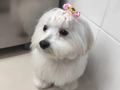 Cachorro raça Maltês idade 2 anos nome Maltes 