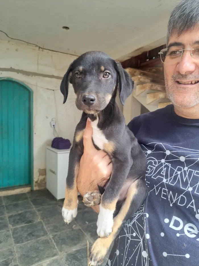 Cachorro ra a SRD-ViraLata idade 2 a 6 meses nome Luke