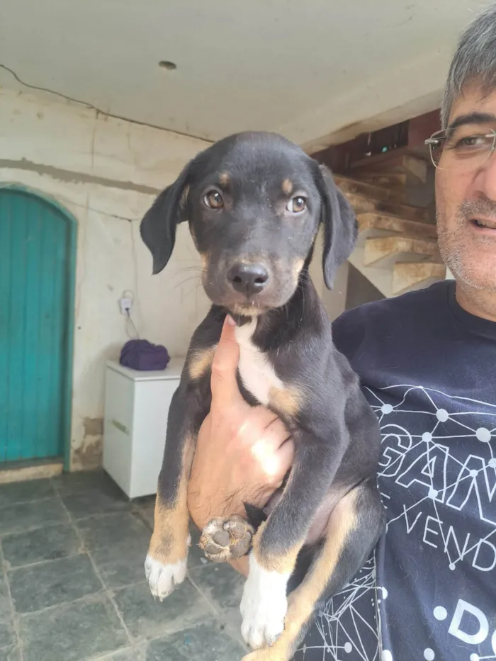 Cachorro ra a SRD-ViraLata idade 2 a 6 meses nome Luke