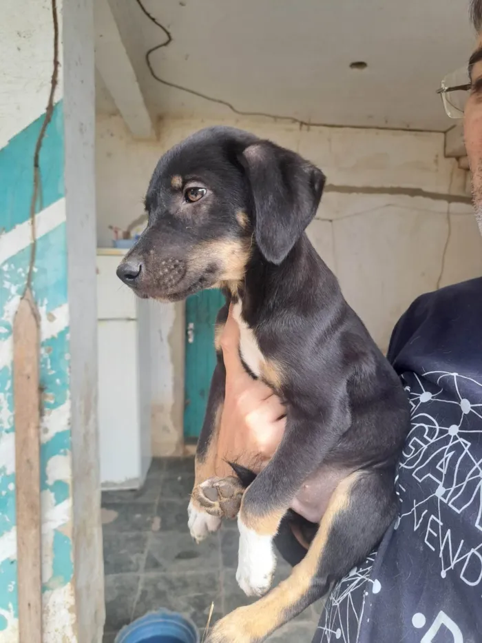 Cachorro ra a SRD-ViraLata idade 2 a 6 meses nome Luke