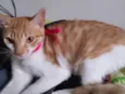 Penelope 