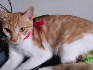 Gato raça SRD-ViraLata idade 2 a 6 meses nome Penelope 