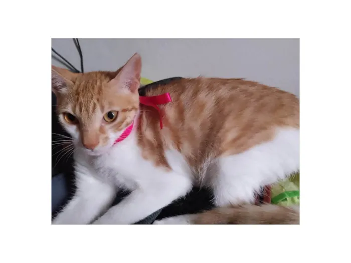 Gato ra a SRD-ViraLata idade 2 a 6 meses nome Penelope 