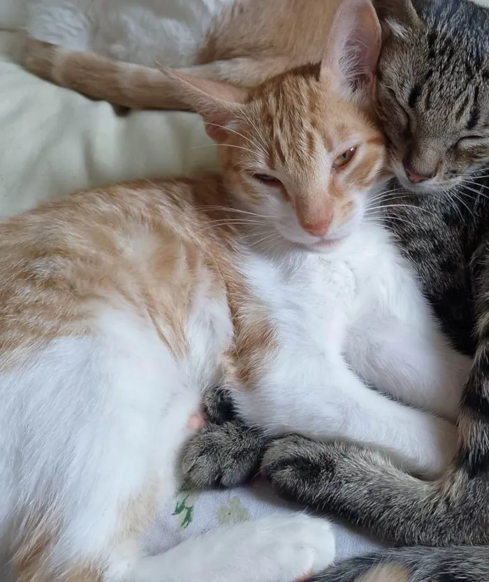 Gato ra a SRD-ViraLata idade 2 a 6 meses nome Penelope 