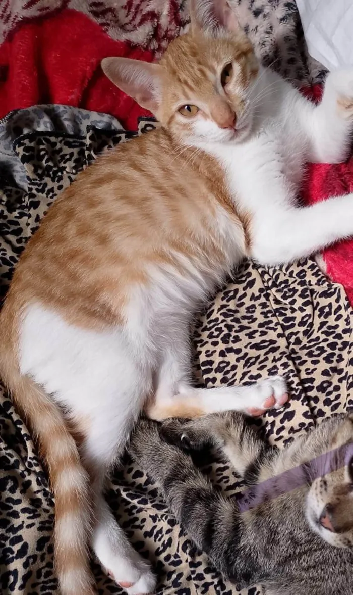 Gato ra a SRD-ViraLata idade 2 a 6 meses nome Penelope 
