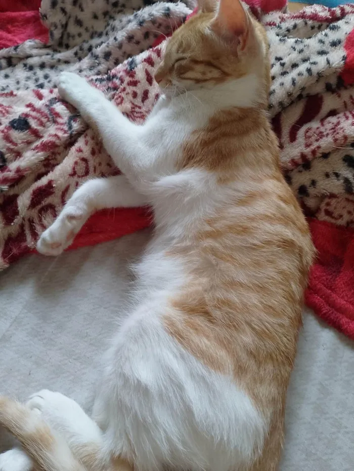 Gato ra a SRD-ViraLata idade 2 a 6 meses nome Penelope 