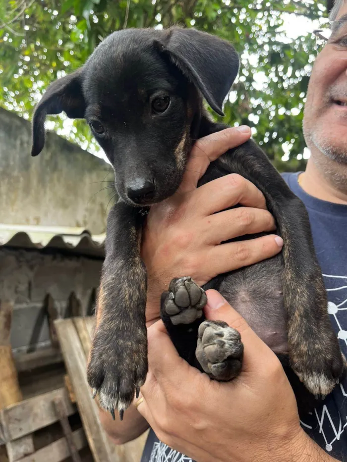 Cachorro ra a SRD-ViraLata idade 2 a 6 meses nome Pandora