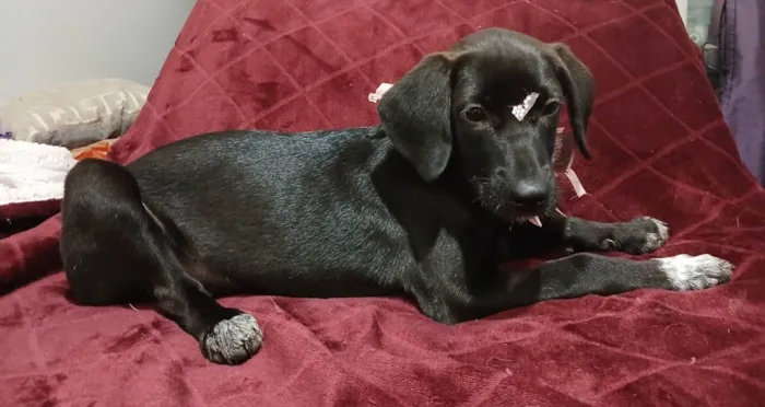 Cachorro ra a SRD-ViraLata idade 2 a 6 meses nome Brisa