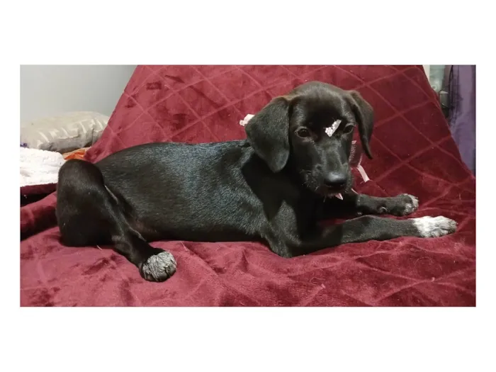 Cachorro ra a SRD-ViraLata idade 2 a 6 meses nome Brisa