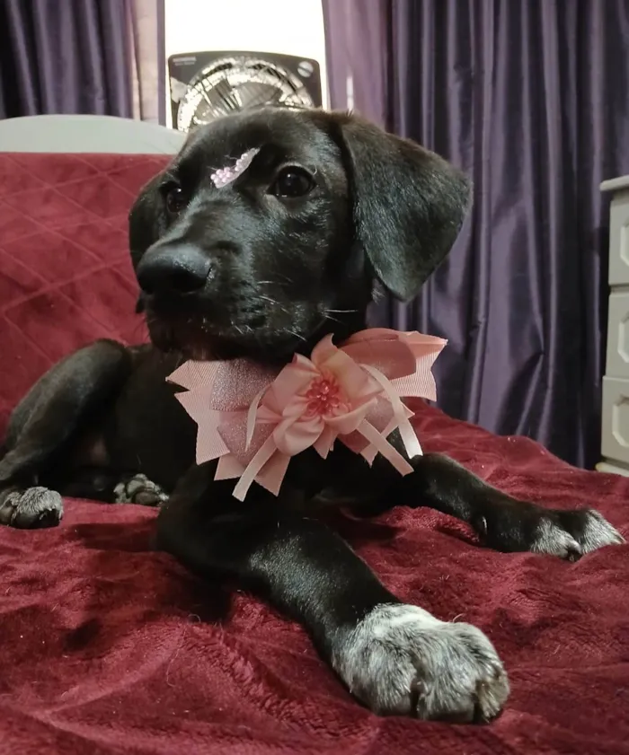 Cachorro ra a SRD-ViraLata idade 2 a 6 meses nome Brisa