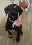 Brisa