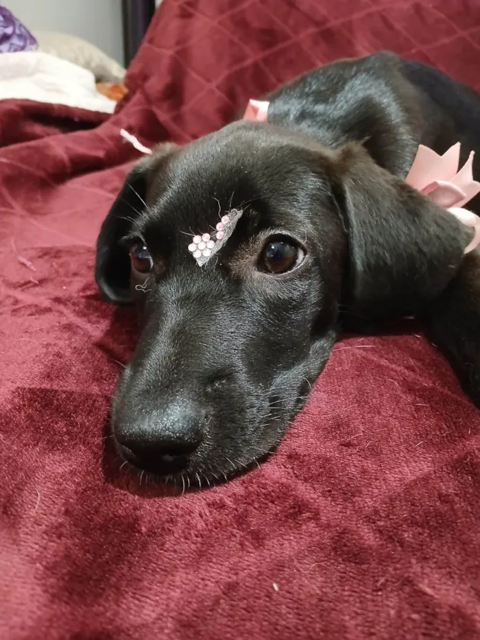 Cachorro ra a SRD-ViraLata idade 2 a 6 meses nome Brisa